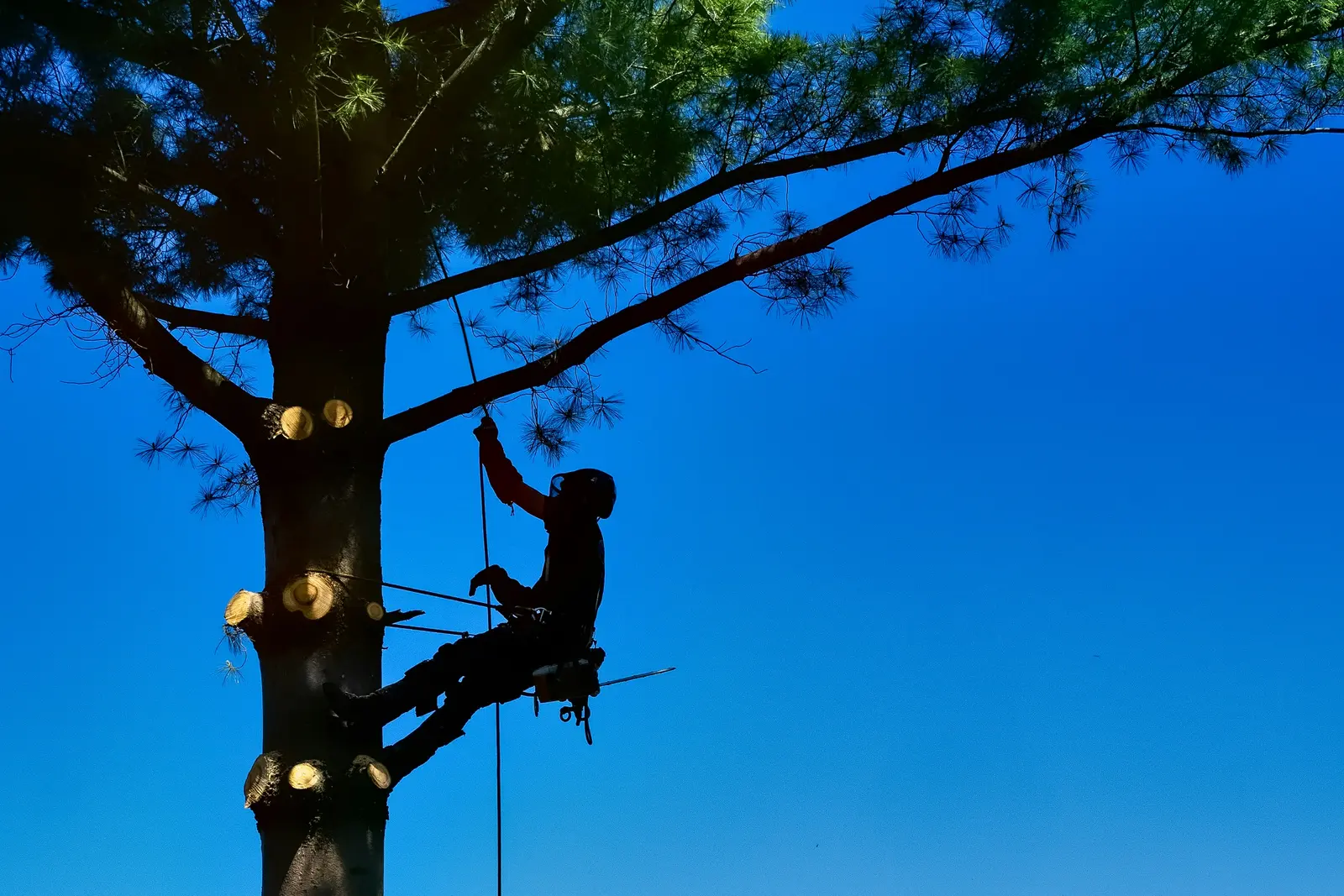 Professional arborist performing tree removal in Lakeland FL