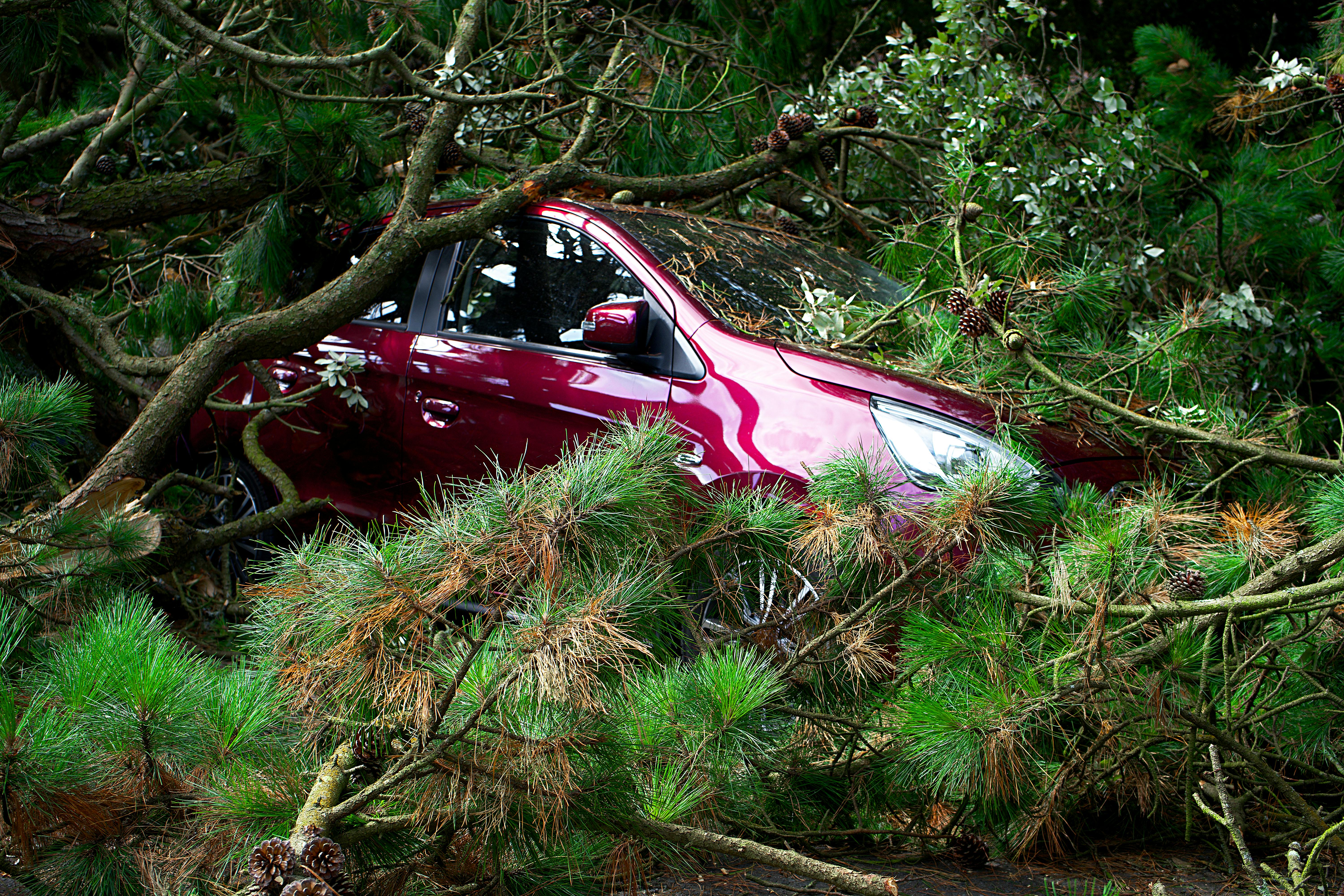 Emergency tree work near a home in Davenport