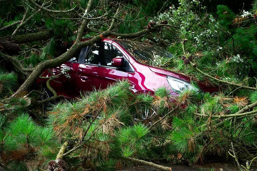 Emergency tree removal in Haines City FL