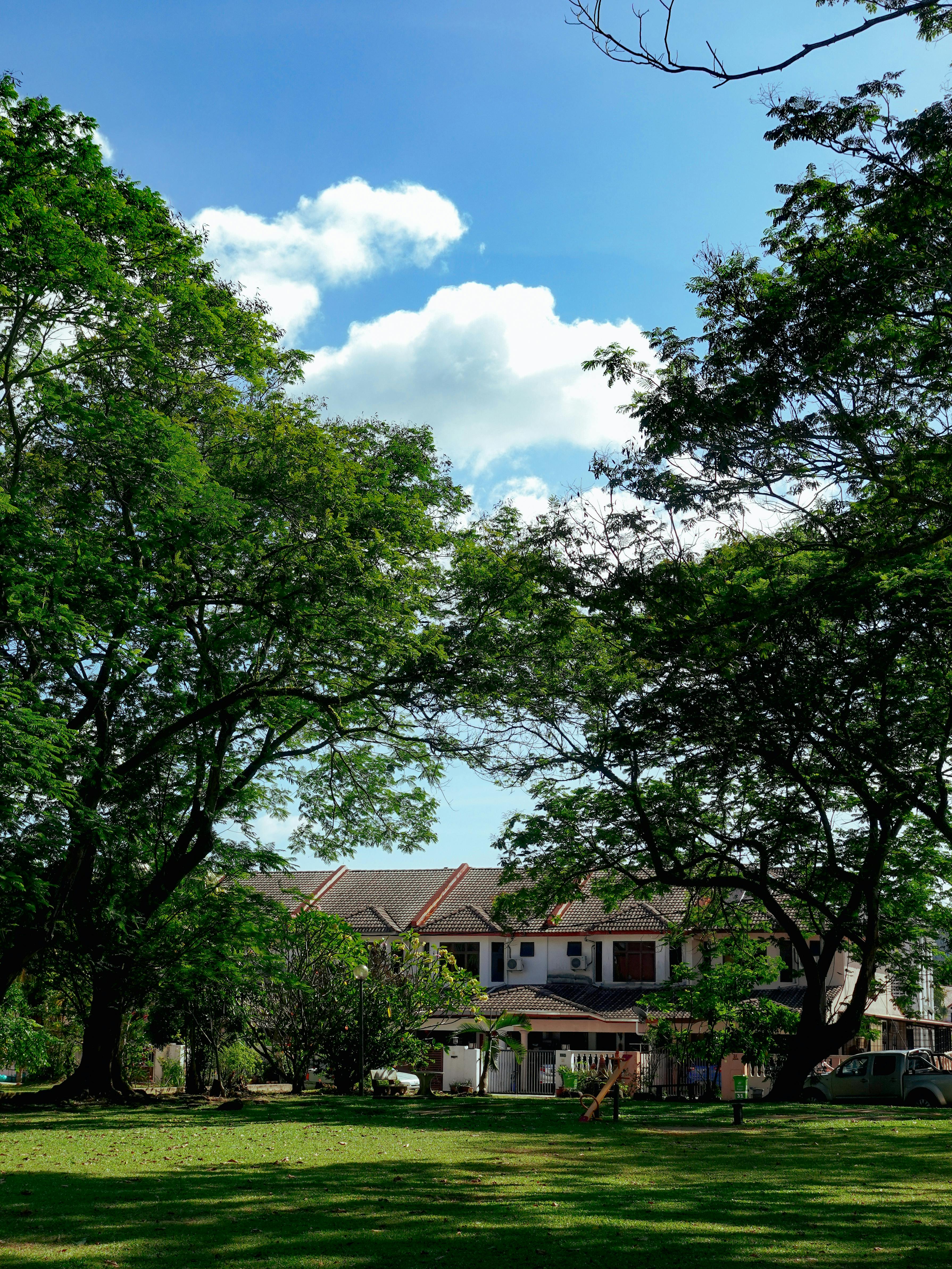 Large residential trees in Davenport