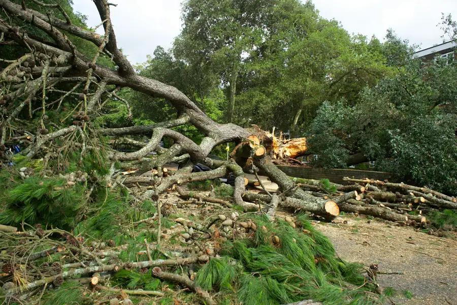 Storm debris cleanup in Winter Haven FL