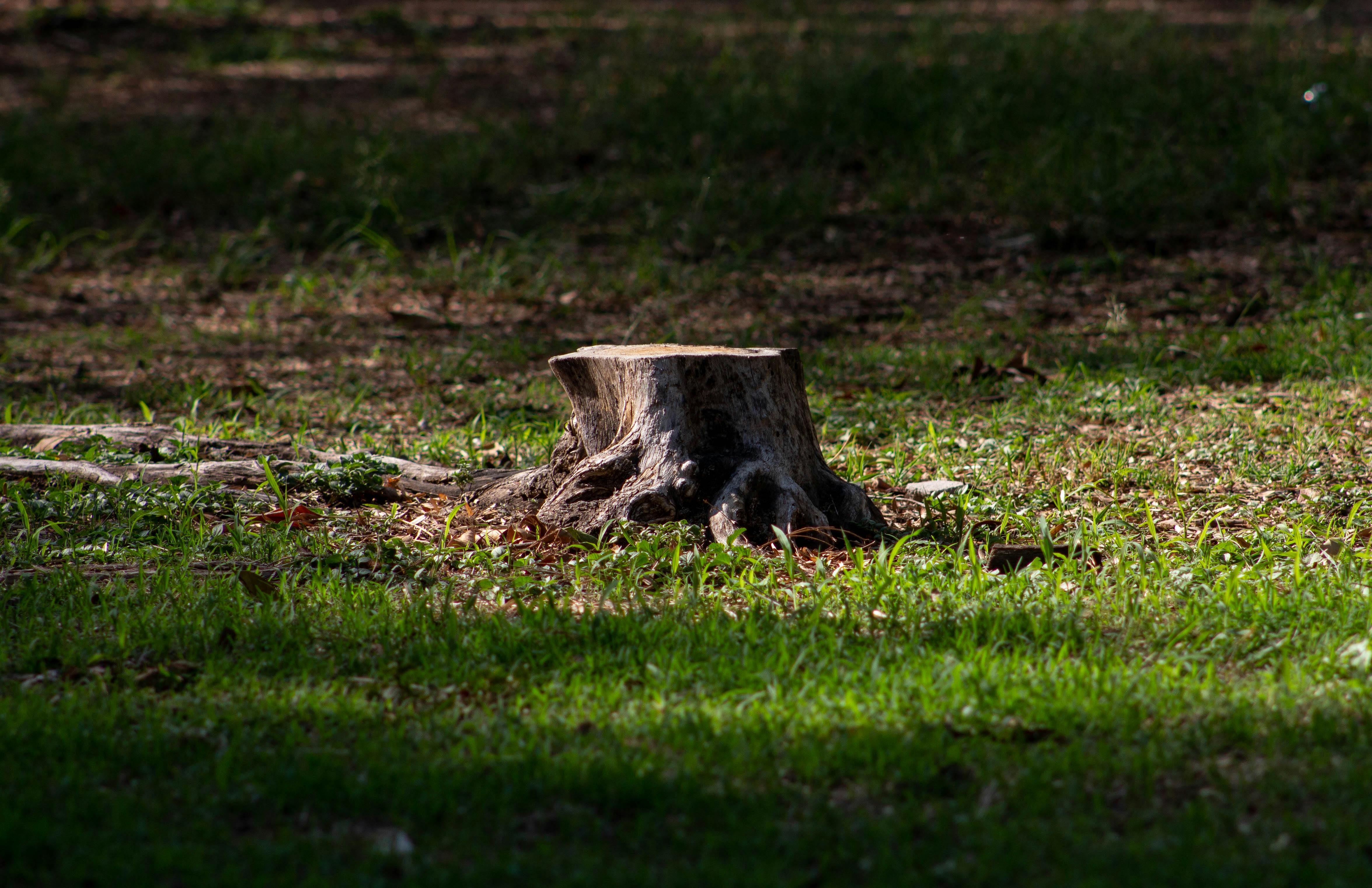 Tree stump in a yard before grinding and cleanup
