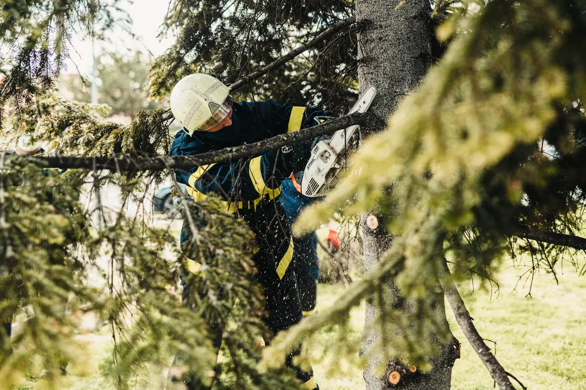 Tree trimming service in Auburndale FL