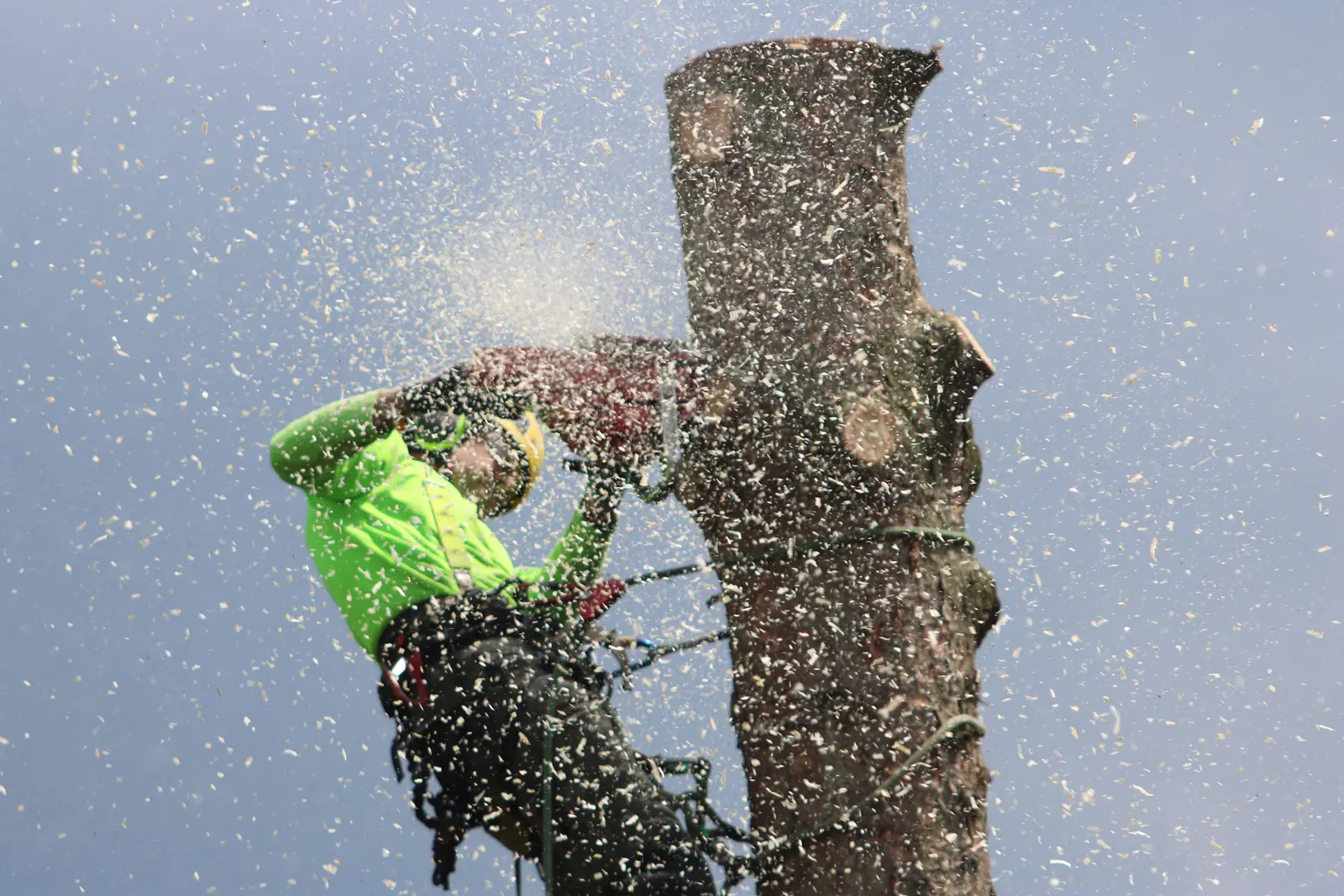 Arborist actively cutting a large tree in Lakeland FL