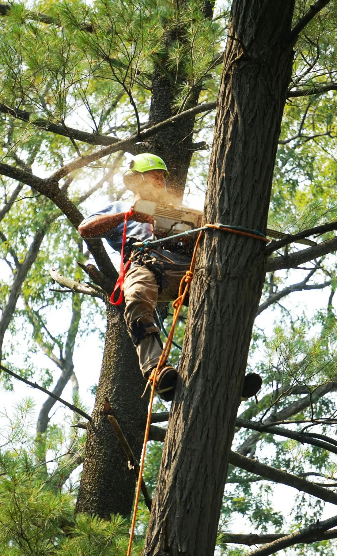 Arborist working on a tree in Auburndale FL