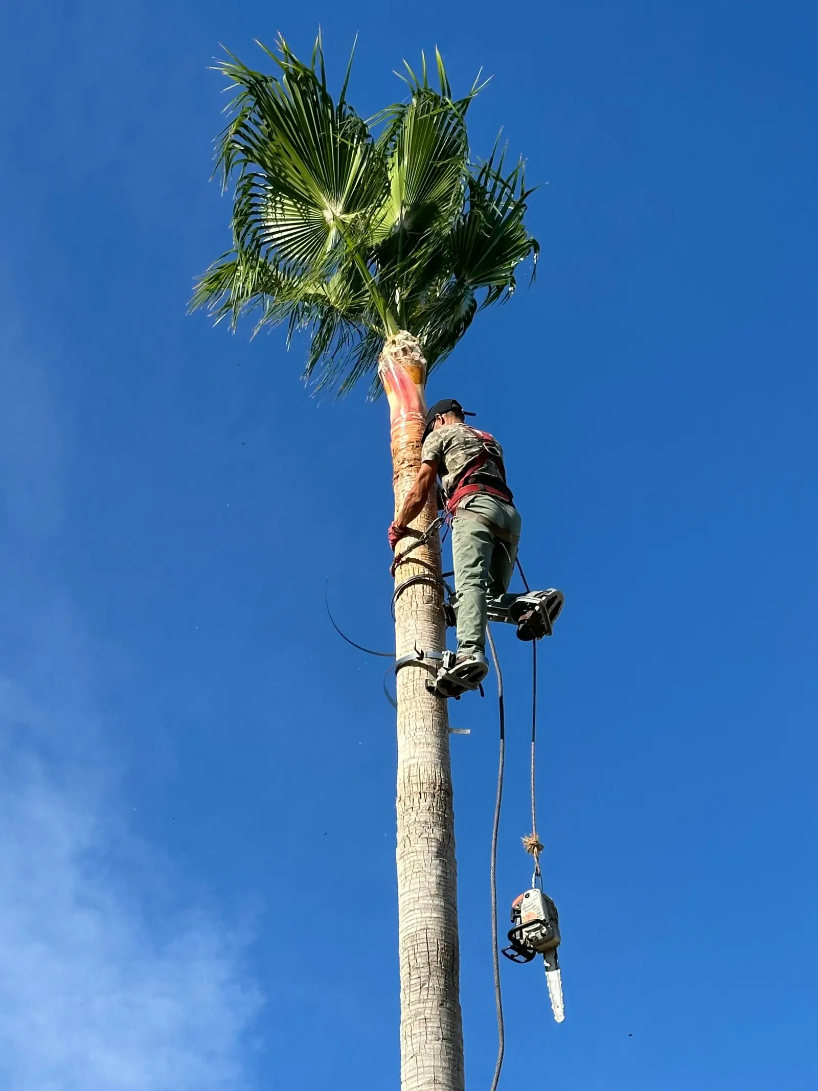 Arborist working in tree canopy in Winter Haven FL
