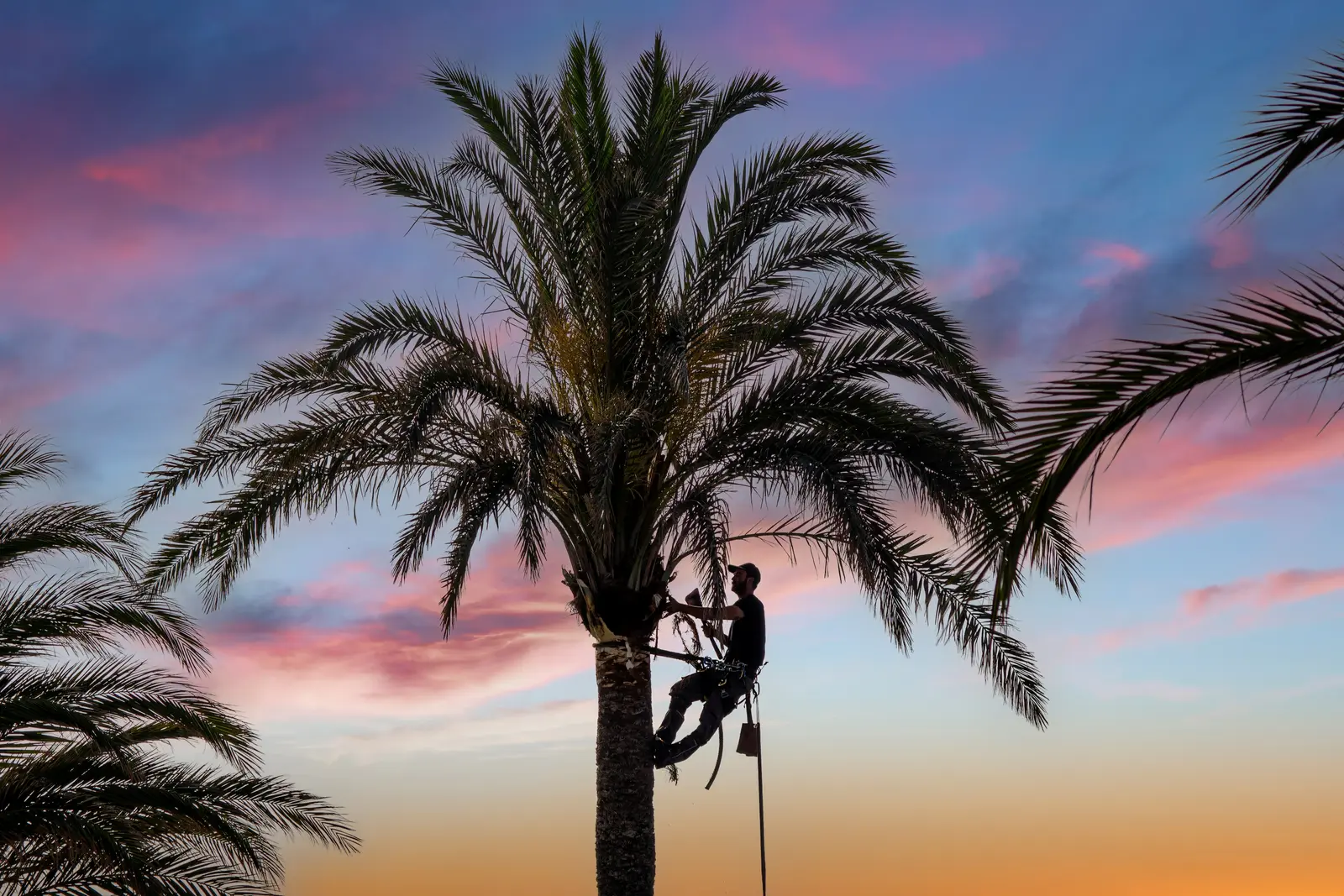 Palm tree pruning in Auburndale FL