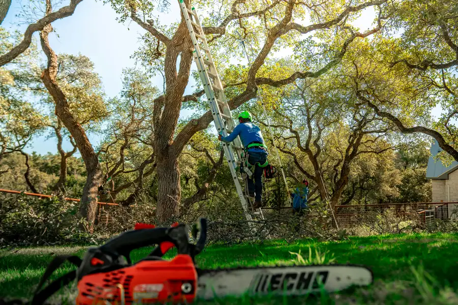 Tree removal crew in Auburndale FL
