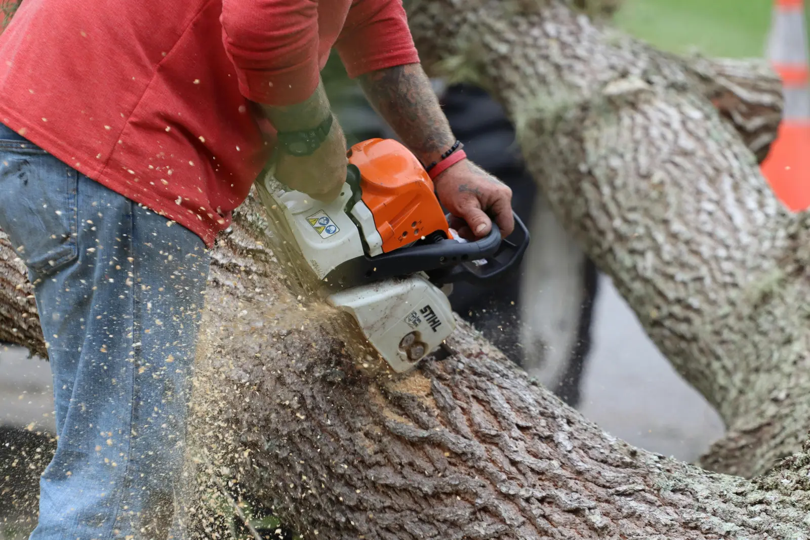 Tree crew cutting oak in Lakeland FL