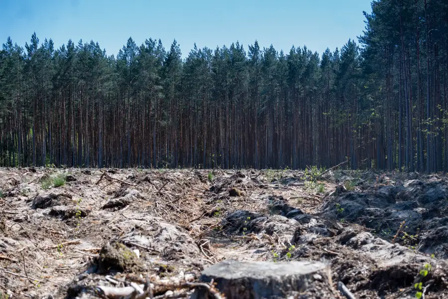 Lot clearing and tree removal service in Lakeland FL