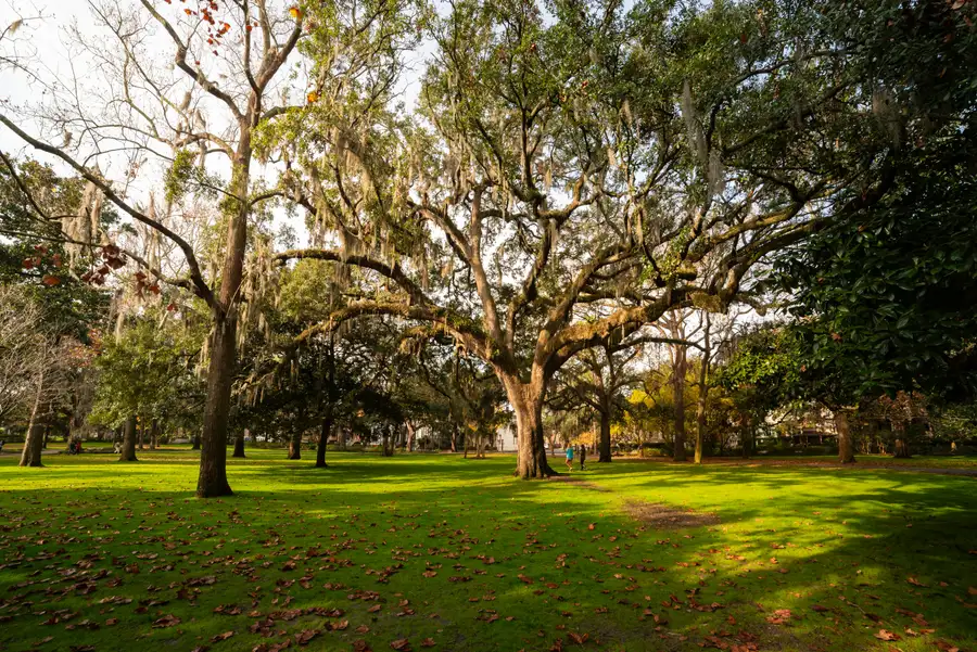 Large mature oak tree on a Lakeland residential property