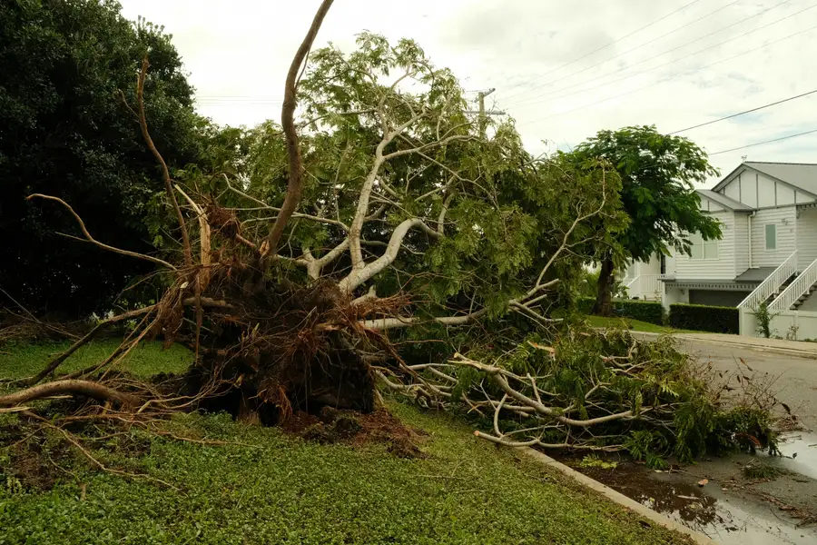 Storm damage tree removal in Auburndale FL
