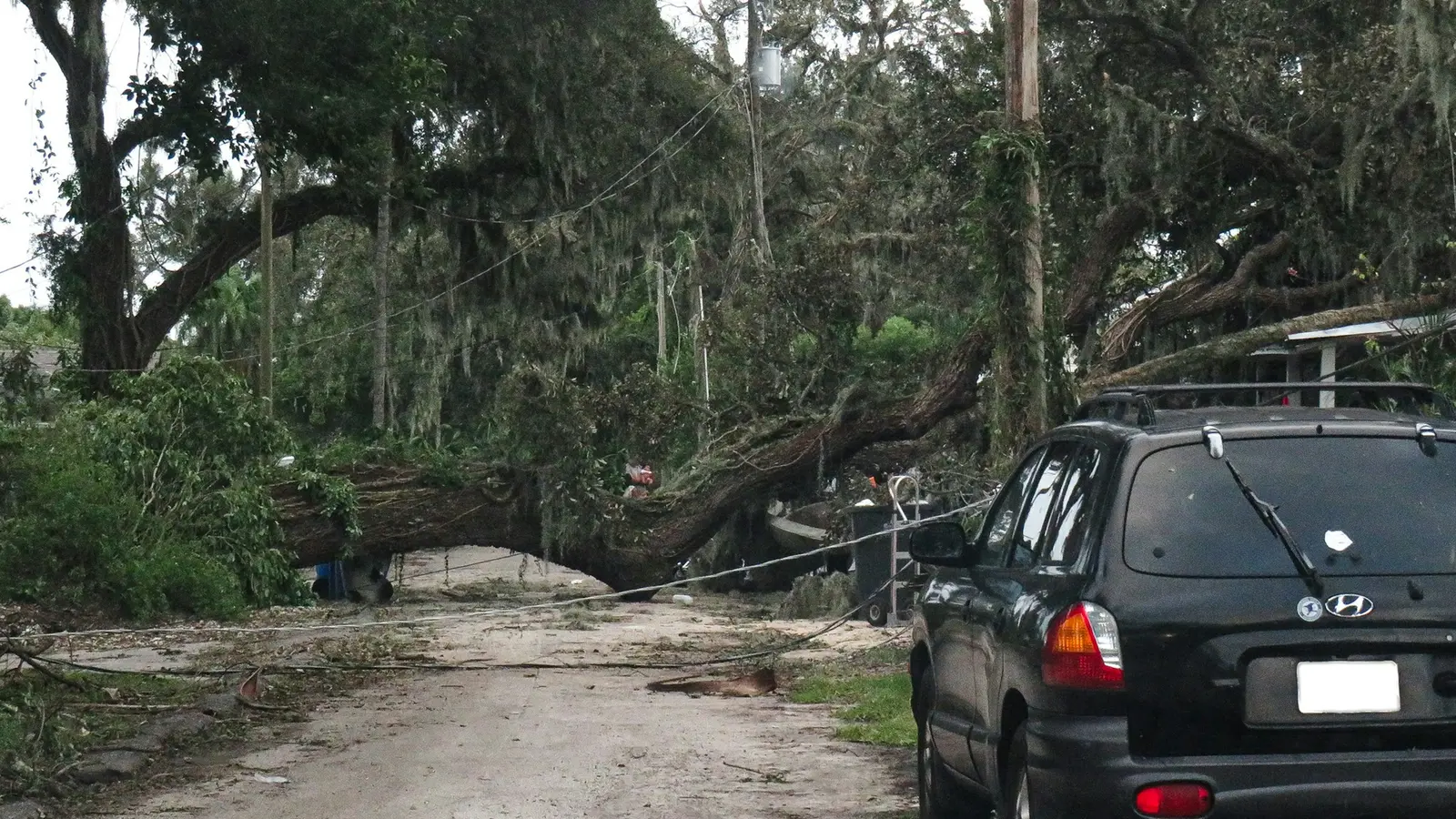 Tree removal near structure in Bartow FL