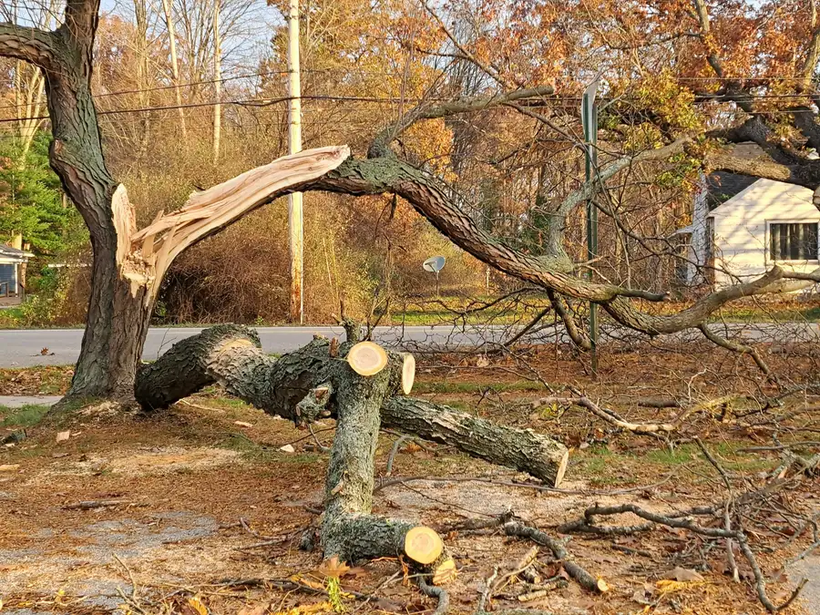 Split tree after storm in Haines City FL