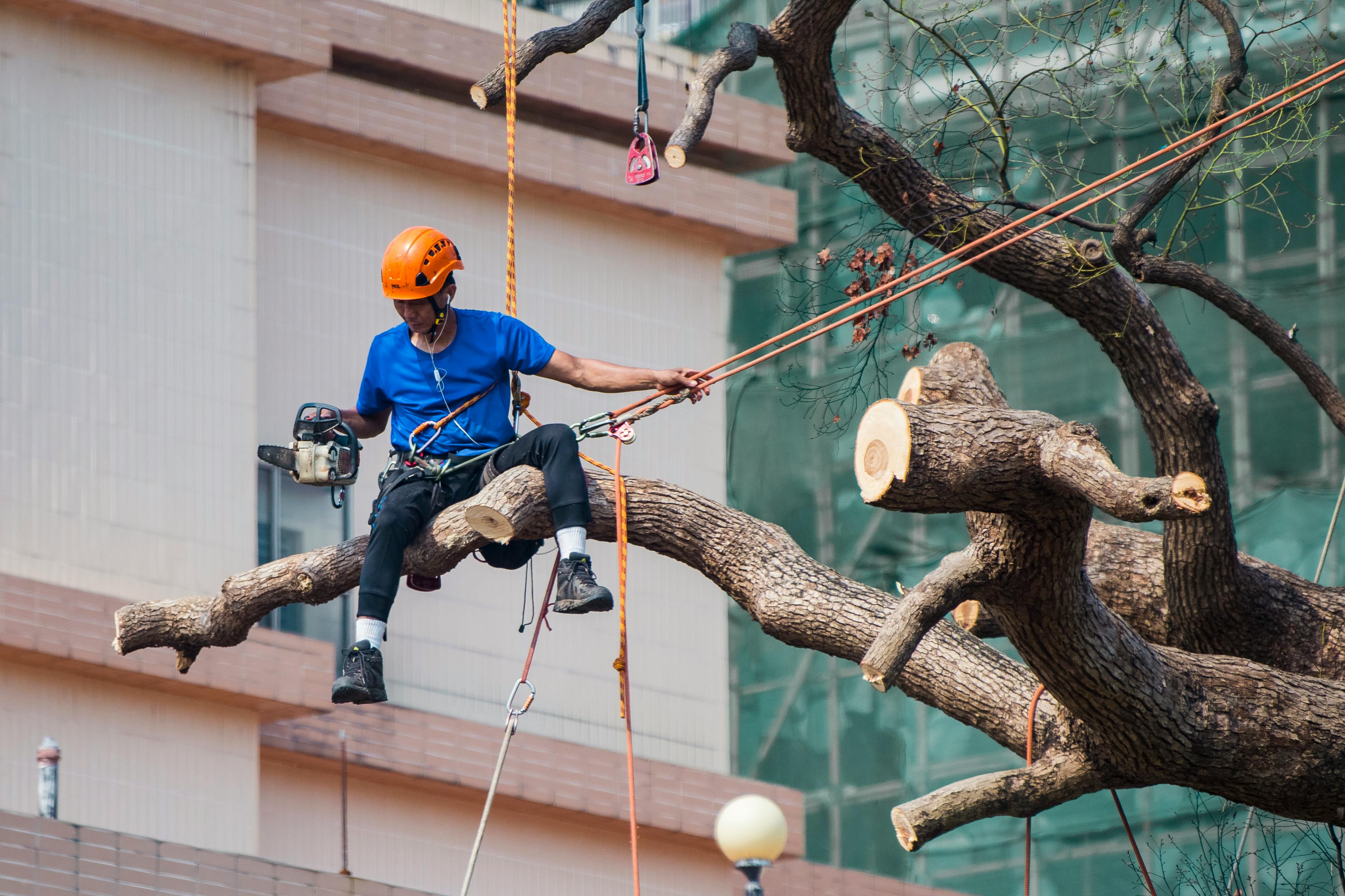 Tree trimming crew example near a home