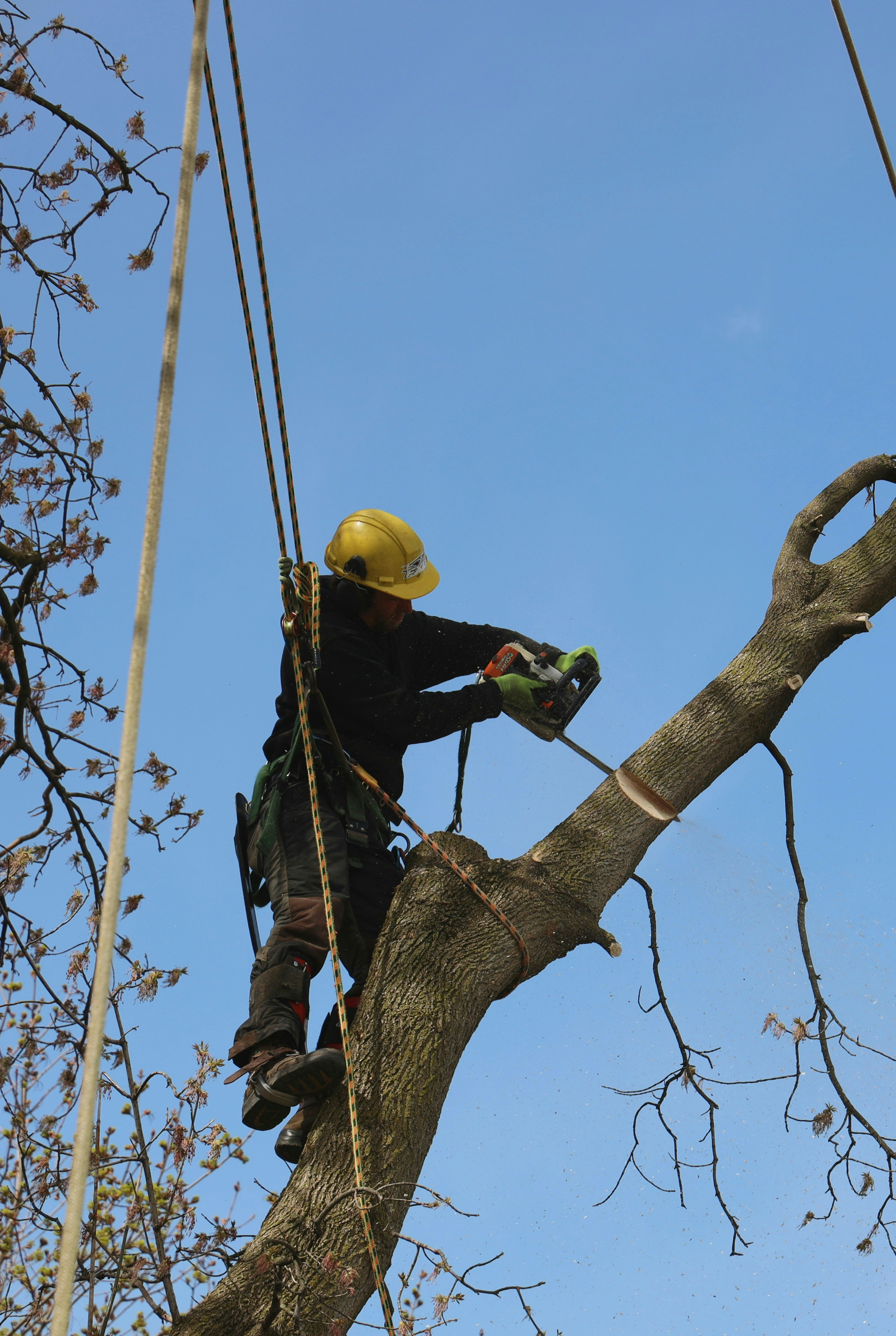 Tree removal work example in a residential yard
